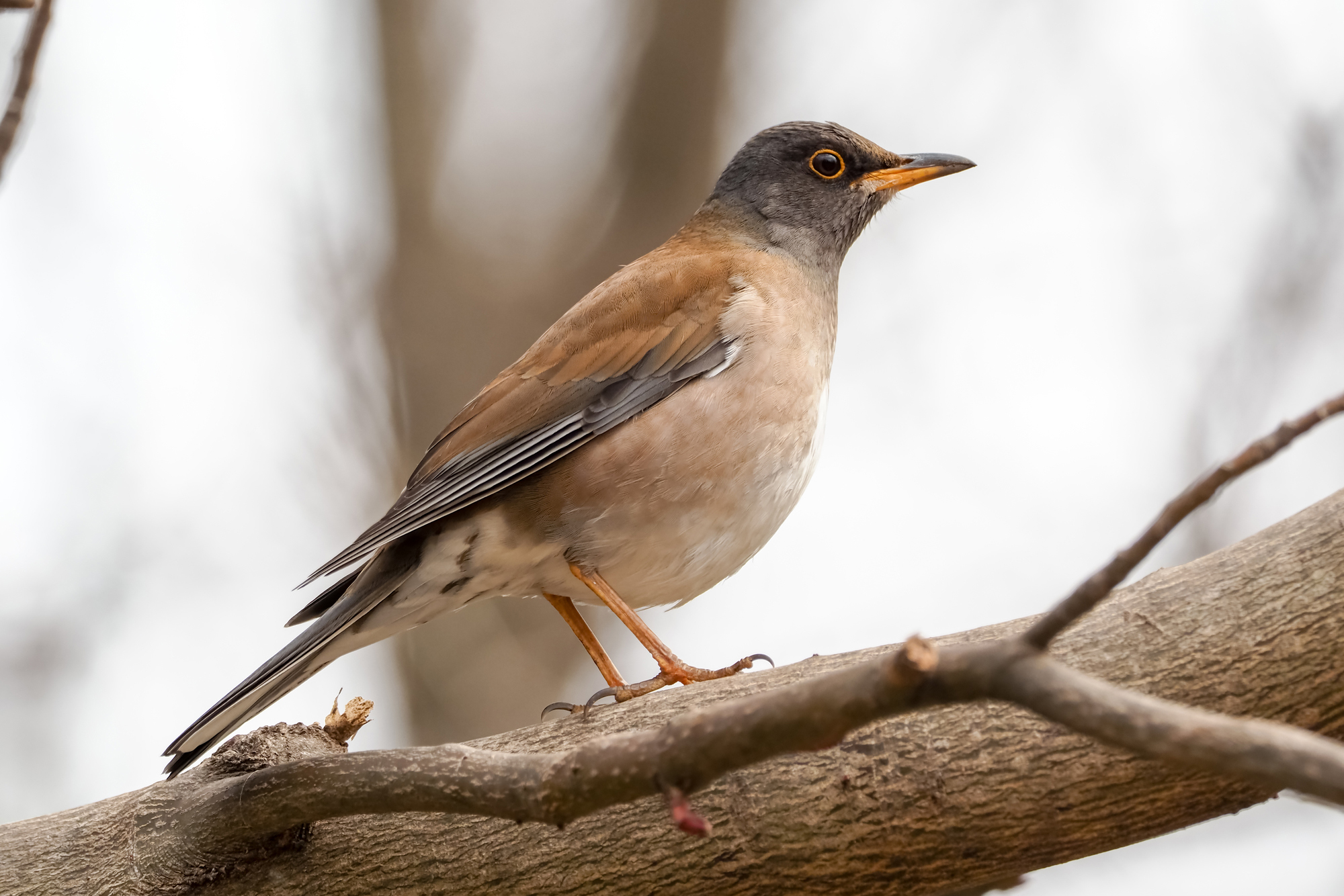 冬鳥のシロハラ